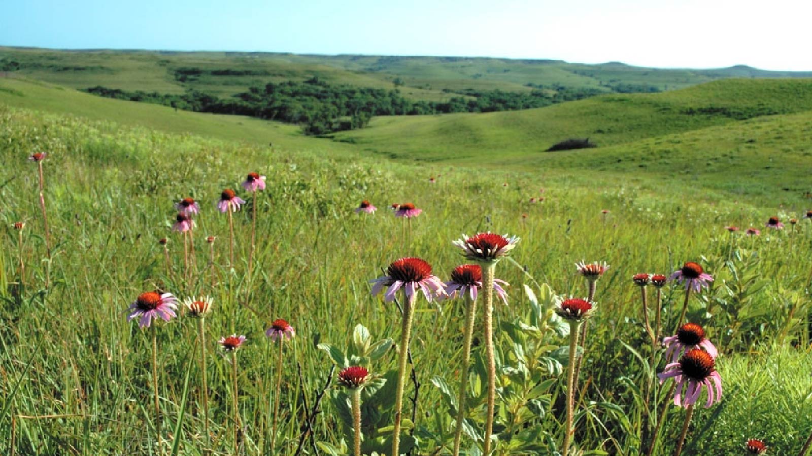 Konza Prairie — coneflowers and native grasses, Kansas