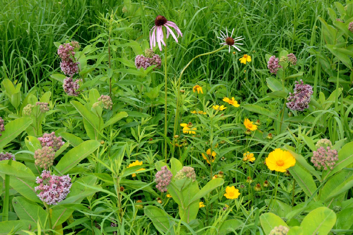 Mixed prairie wildflowers — milkweed, coneflower, coreopsis